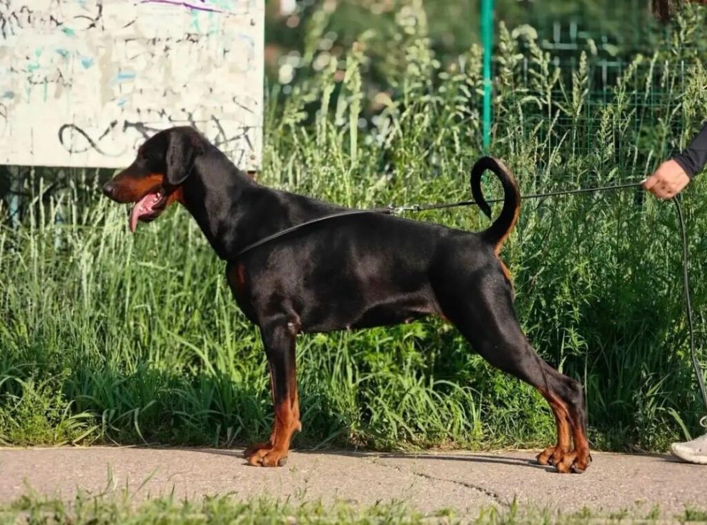 Здена Богемия Готика
